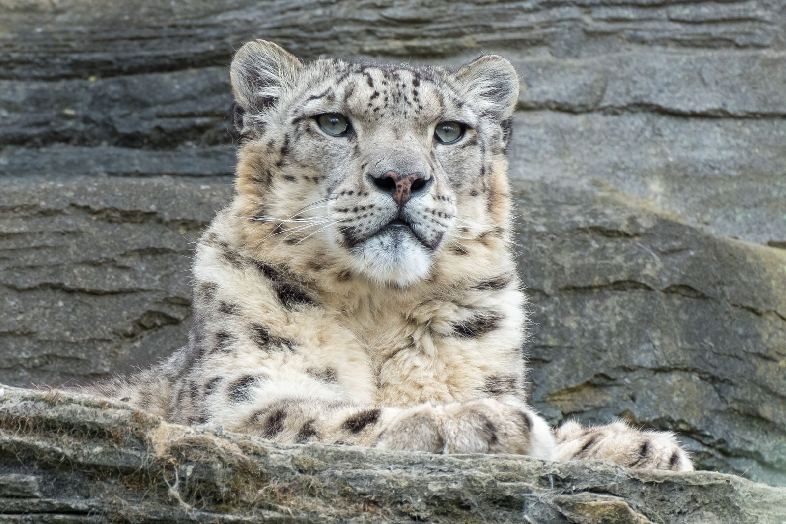 The Snow Leopard: Life of the Mountain Ghost
