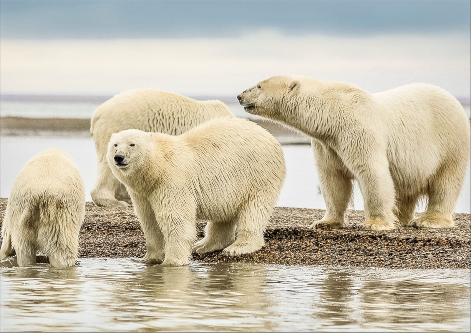 How Climate Change Is Changing Animal Habitats and Migration Patterns
