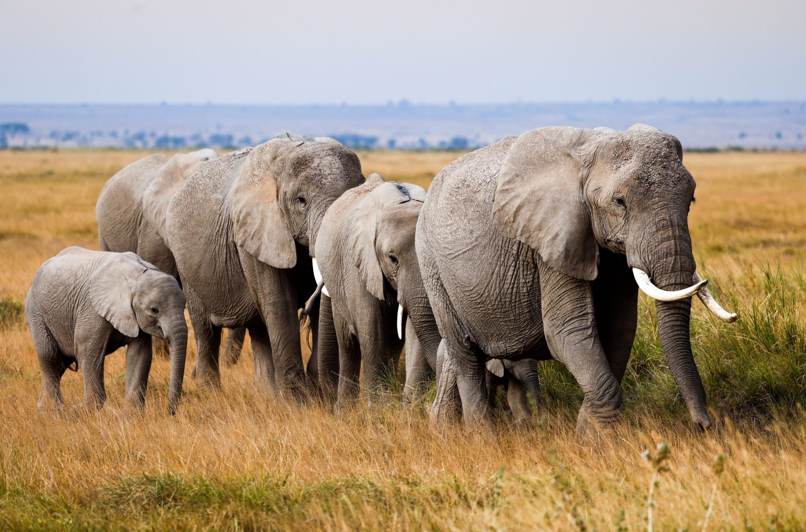 Why Do Elephants Never Forget? The Science Behind Their Memory