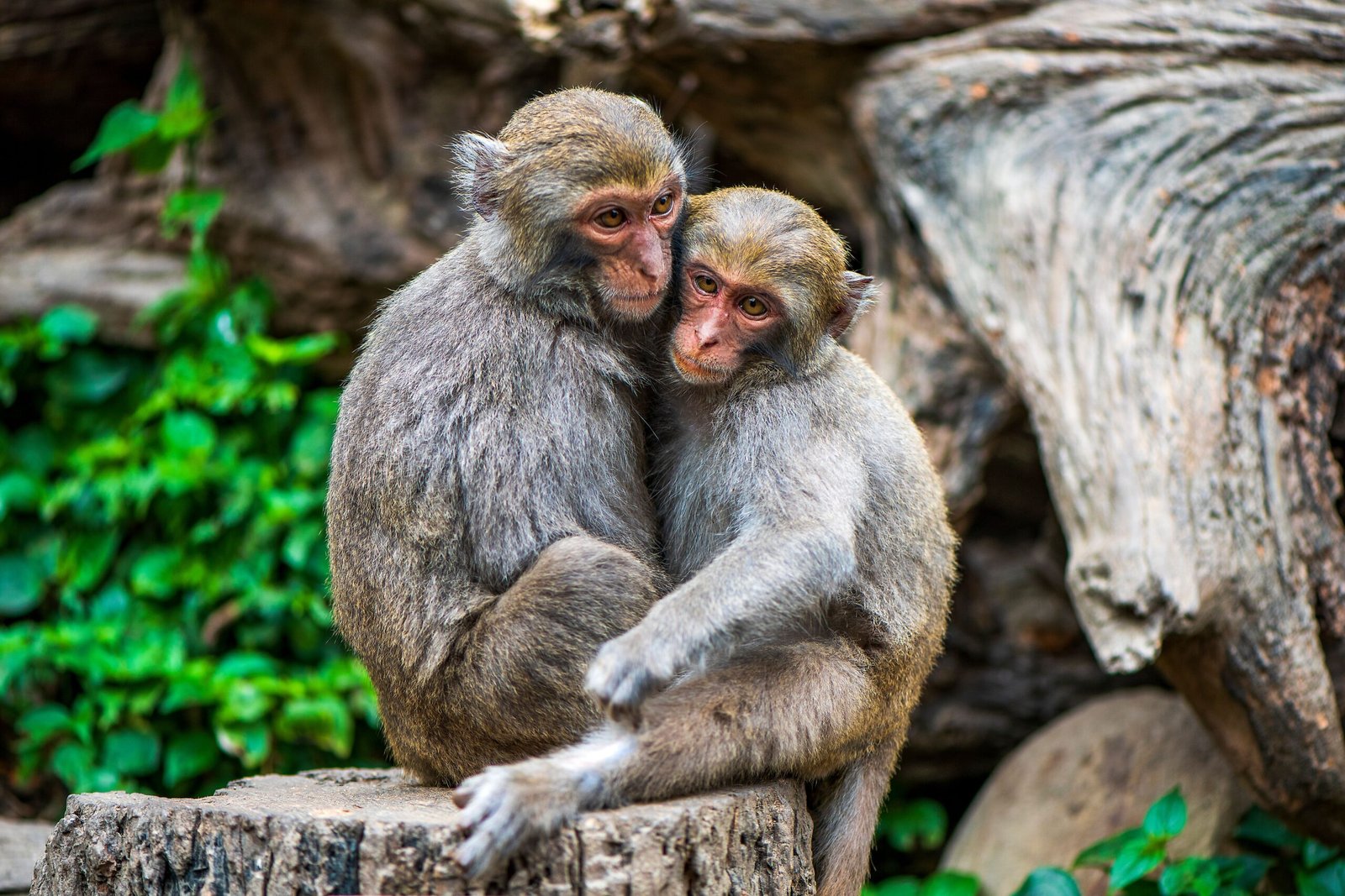 Do Animals Have Emotions? What Researchers Have Actually Found