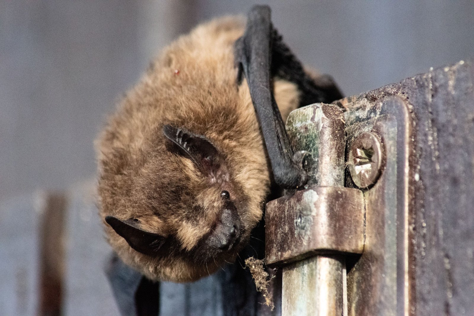 How Do Bats See in the Dark? Echolocation Explained Simply