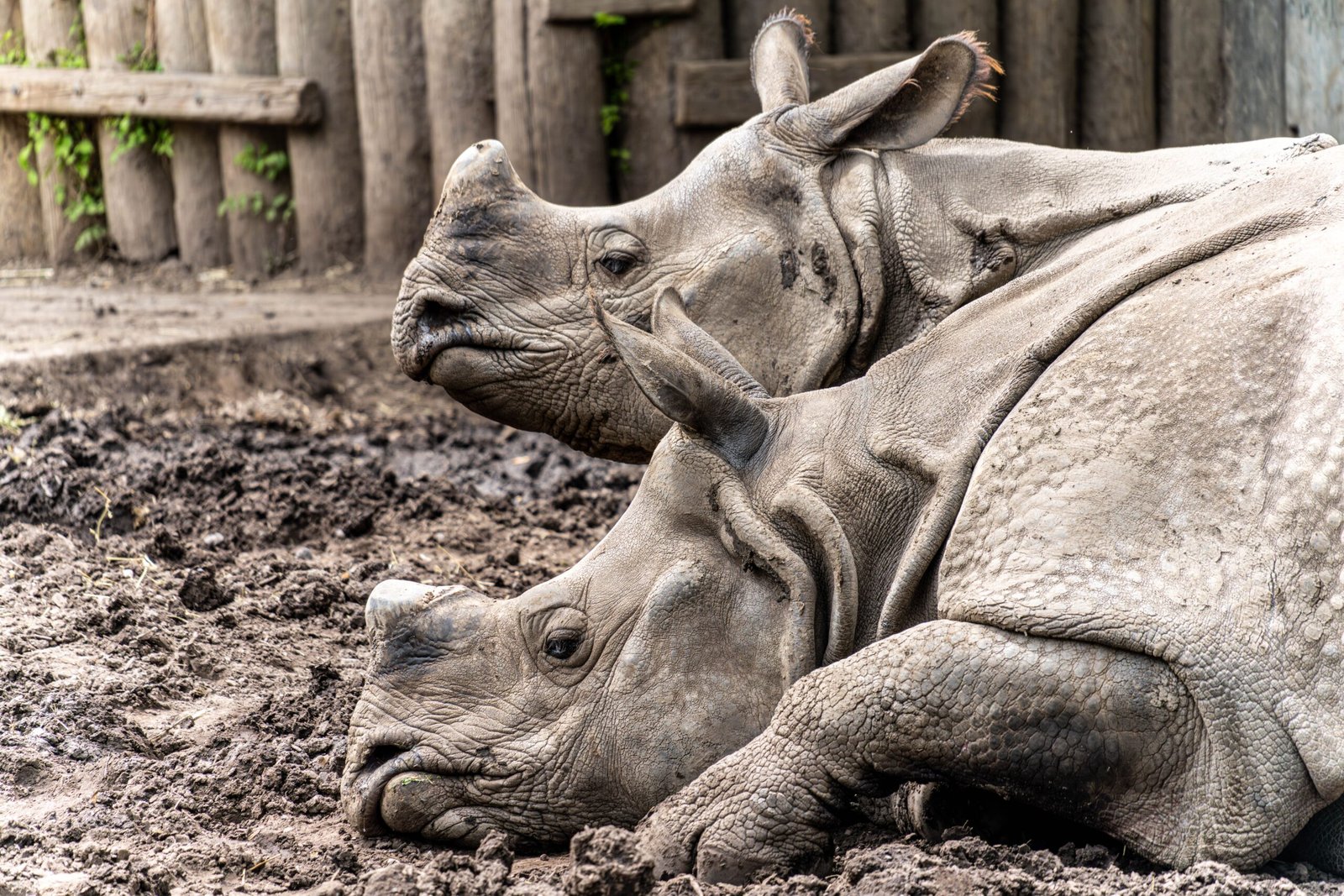 10 Endangered Species on the Brink and What Is Being Done to Save Them