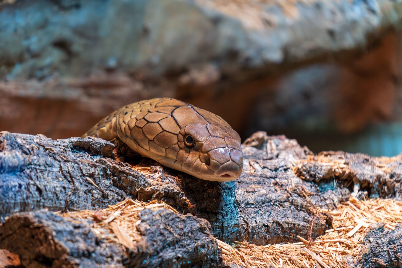 10 Animals With Superpowers: Regeneration, Venom Immunity and More