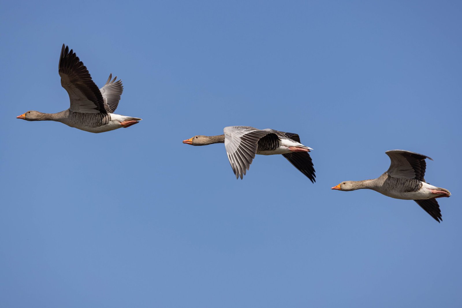 How Do Migratory Birds Navigate Thousands of Miles Without a Map?
